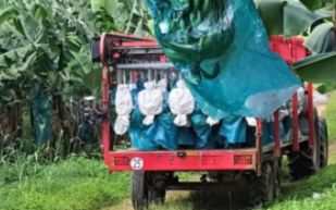 Un camion chargé de bananes sur une exploitation de bananes